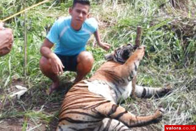 Seorang warga berphoto di bangkai Harimau Sumatera betina yang mati akibat terjerat di perangkap babi warga, Sabtu (2/5/2015). (valoranews)