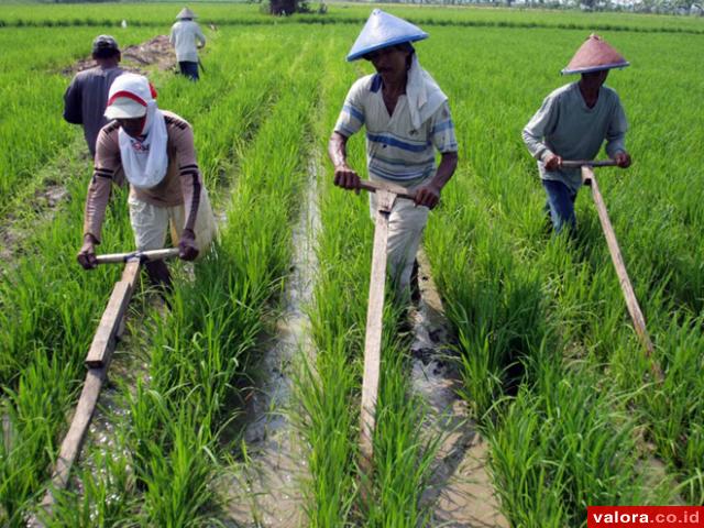 Seperti ini lah pola tanam padi sistem jajar legowo. Sistem ini diyakini mampu mengantisipasi serangan hama wereng dan tikus. (istimewa)