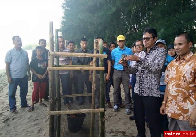 Gubernur Sumbar, Irwan Prayitno, menanam cemara laut di pantai Sago, Pessel bersama para nelayan, sebagai upaya pencegahan abrasi pantai, 30 Mei 2015. Insya Allah, 800 pohon cemara akan ditanam. Saat ini sudah ada 700 pohon cemara laut yang ditanam pada 2