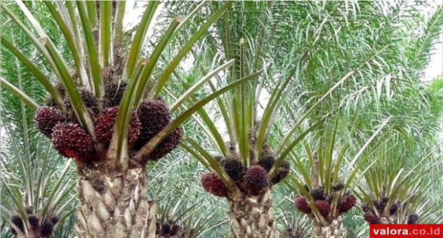 Tandan Buah Segar (TBS) sawit siap panen.