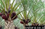 Tandan Buah Segar (TBS) sawit siap panen.