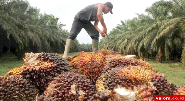 Ilustrasi petani sawit.
