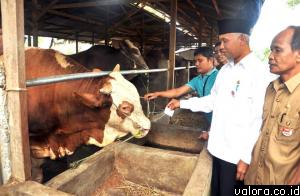 Wako Padang, Mahyeldi menyematkan label pada sapi yang digemukan Rumah Hewan milik pengusaha muda, Poppy Irawan di Balai Baru, Kuranji, Selasa (22/9/2015). (humas)