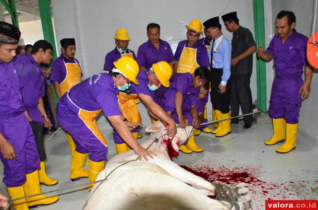 Wako Padang, Mahyeldi Dt Marajo memotong hewan ruminansia di rumah potong hewan yang baru diresmikan di Padang, Selasa (29/12/2015). Kapasitas RPH ini sebanyak 50 ekor sapi per hari. (humas)