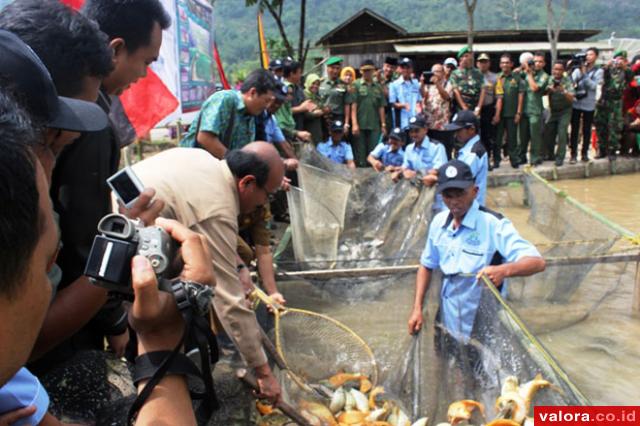 Direktur Pakan pada Dirjen Perikanan Budidaya Kementrian Kelautan dan Perikanan (KKP), Coco Kokarkin bersama Danrem Wirabraja dan Plh Bupati Limapuluh Kota, melakukan panen perdana Minpadi di Kelompok Pembudidaya Ikan (Pokdakan) Pelita Harapan, Jorong Tal