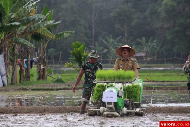 Bupati Pessel, Hendrajoni menanam padi dengan alat mesin pertanian, rice planter, beberapa waktu lalu. Dengan mekanisasi pertanian ini diharapkan, musim tanam bisa dipercepat jadi tiga tahun sekali. (humas)