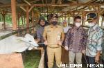 Bupati Solok Selatan, Khairunas bersama Yulian Efi (Wabup) menyerahkan secara simbolis sapi jenis peranakan ongol (PO) pada kelompok tani penerima bantuan dari kecamatan Pauh Duo, Selasa. (humas)