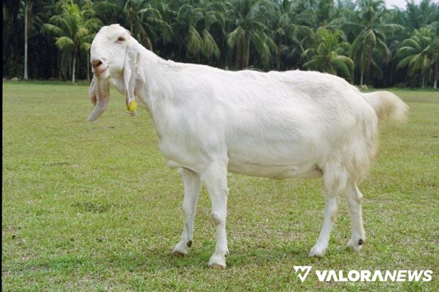 Kambing jenis etawa.