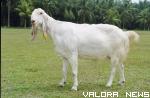 Kambing jenis etawa.