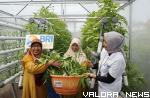 Kelompok Wanita Tani (KWT) Ikhwatunnissa dengan hasil panen sayuran hidropinik.