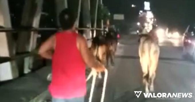 Tangkapan layar video seorang warga Jalan Kelapa Sawit, Kecamatan Bukit Raya, Kota Pekanbaru mengejar sapi kurban Masjid Rahmatullah yang lepas, pada Rabu malam. (*)
