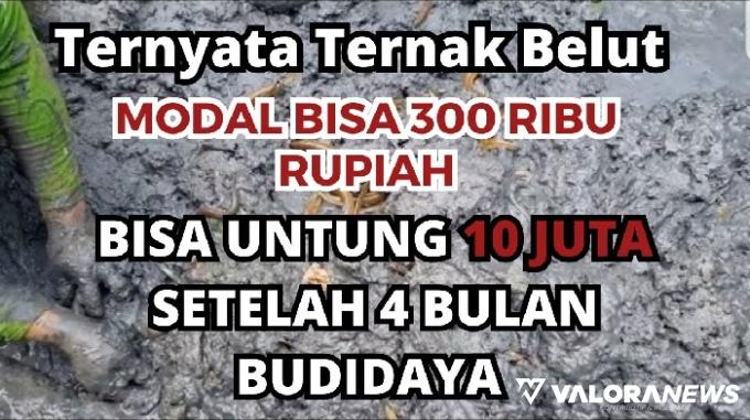 Ilustrasi ide usaha ternak ikan belut modal kecil untung sebukit! (Foto: Canva)
