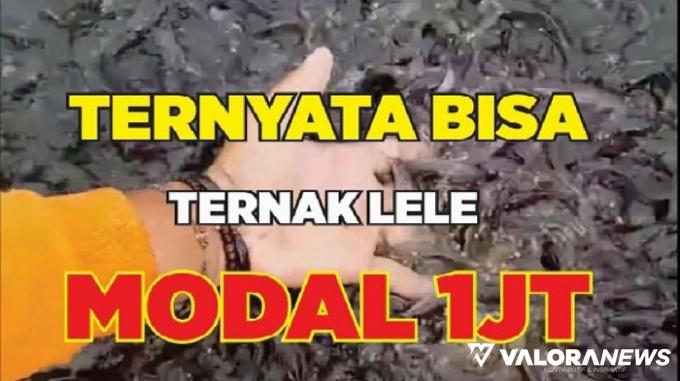 Ilustrasi cara memulai bisnis ternak ikan lele modal Rp1 juta. (Foto: channel Youtube Ternak Ikan)