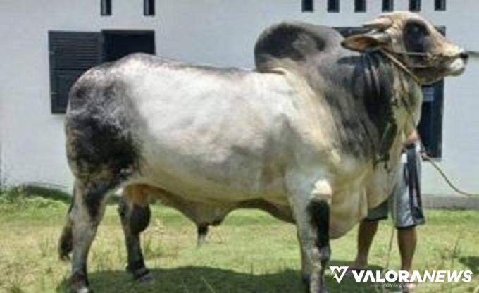 Sapi kurban 1444 H bantuan kemasyarakatan Presiden Jokowi untuk masyarakat Riau.