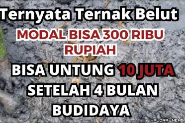 Ilustrasi ide usaha ternak ikan belut modal kecil untung sebukit! (Foto: Canva)