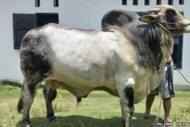 Sapi kurban 1444 H bantuan kemasyarakatan Presiden Jokowi untuk masyarakat Riau.