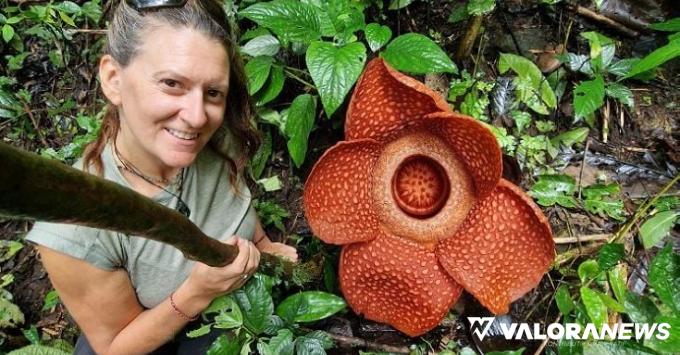 Seorang turis mengambil ber-selfie dengan latar bunga Raflesia Arnoldii di hutan Palupuah, Sabtu. (kominfo)