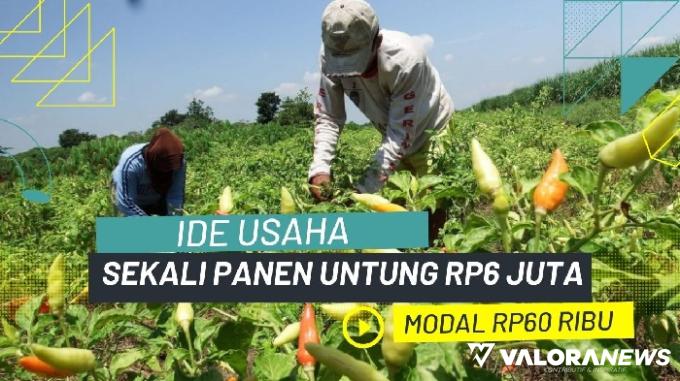Ilustrasi ide usaha bibit cabai rawit modal Rp60 ribu, sekali panen untung Rp6 juta. (Foto: Canva)