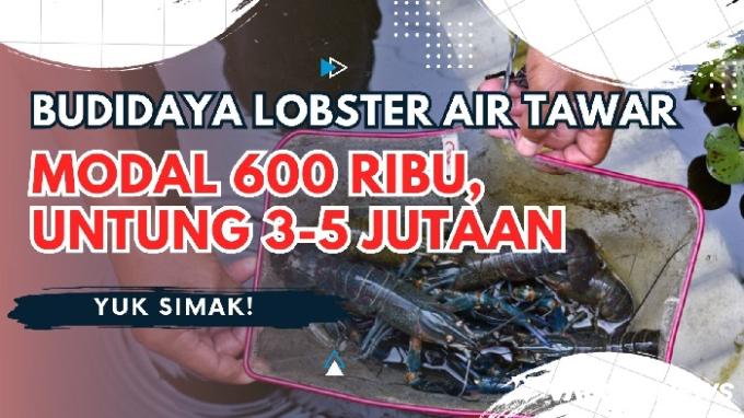 Ilustrasi ide usaha di desa, perhitungan modal budidaya lobster air tawar. (Foto: Canva)