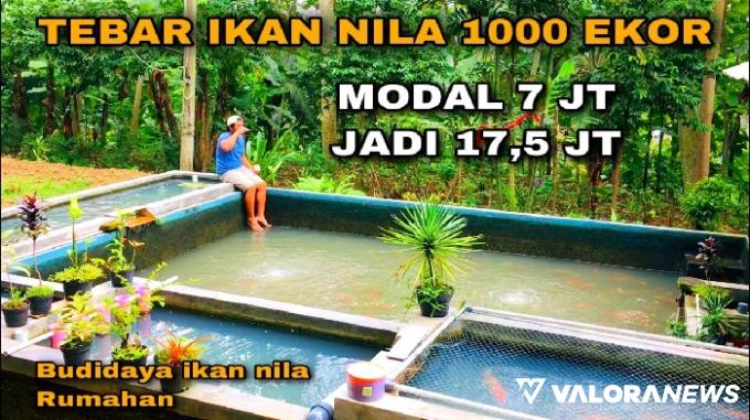 Ilustrasi usaha ternak ikan nila modal Rp7 juta sekali panen bisa untung Rp17,5 juta. (Foto: Youtube Beni Erwan)