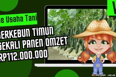 Ilustrasi ide usaha bertani timun sekali panen bisa ngomzet Rp112 juta. (Pinterest/Canva)