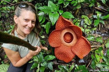 Seorang turis mengambil ber-selfie dengan latar bunga Raflesia Arnoldii di hutan Palupuah, Sabtu. (kominfo)
