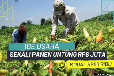Ilustrasi ide usaha bibit cabai rawit modal Rp60 ribu, sekali panen untung Rp6 juta. (Foto: Canva)