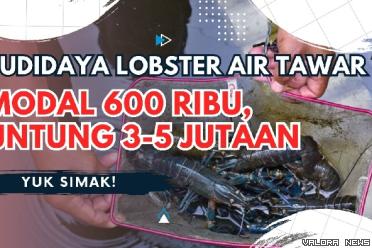 Ilustrasi ide usaha di desa, perhitungan modal budidaya lobster air tawar. (Foto: Canva)