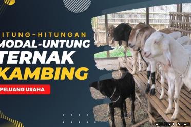 Ilustrasi ternak kambing. (Foto: Canva)