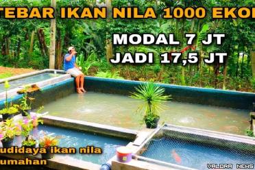 Ilustrasi usaha ternak ikan nila modal Rp7 juta sekali panen bisa untung Rp17,5 juta. (Foto: Youtube Beni Erwan)
