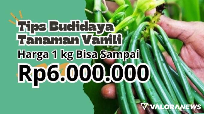 Ilustrasi tips budidaya tanaman vanili di daerah pedesaan. (Foto: Pinterest/Canva)