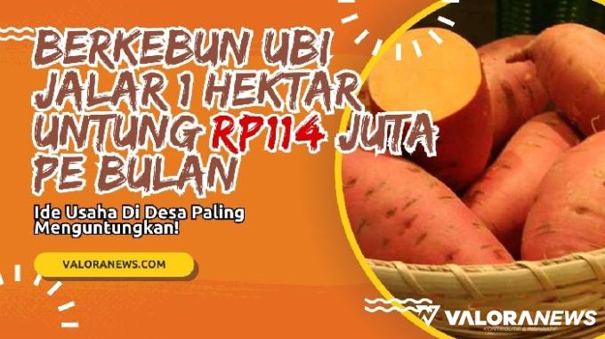 Ilustrasi estimasi perkiraan modal berkebun ubi jalar di luas lahan 1 hektar. (Foto: Pinterest/Canva)