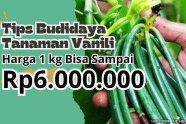 Ilustrasi tips budidaya tanaman vanili di daerah pedesaan. (Foto: Pinterest/Canva)