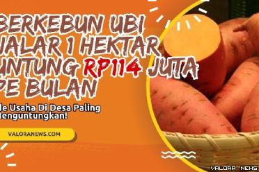 Ilustrasi estimasi perkiraan modal berkebun ubi jalar di luas lahan 1 hektar. (Foto: Pinterest/Canva)