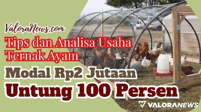 Ilustrasi ide usaha ternak ayam pedaging modal Rp2 jutaan, untung 100 persen. (Foto: Pinterest/Canva)