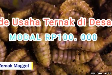 Ilustrasi ide usaha ternak di desa modal minim. (Foto: channel Youtube Suksespedia)
