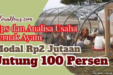 Ilustrasi ide usaha ternak ayam pedaging modal Rp2 jutaan, untung 100 persen. (Foto: Pinterest/Canva)
