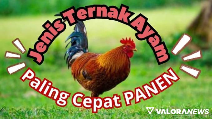 Ilustrasi jenis ternak ayam yang cepat panen. (Foto: Canva/Pinterest)