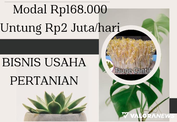 Ilustrasi Ide Usaha berupa Bisnis Jualan Kacang Hijau jadi Toge (foto: Canva)