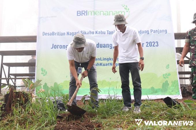 Regional CEO BRI Padang, Moh Harsono menanam bibit duriang montong di Nagari Sikabu-kabu Tanjung Haro Padang Panjang, Kota Payakumbuh, Jumat. Nagari ini merupakan binaan BRI. (humas)