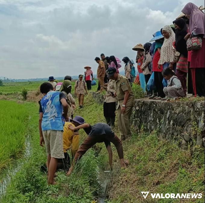 Petani Nagari Sungayang melakukan upaya pengendalian hama Tikus yang diharapkan dapat meningkatkan produksi padi. (irfan taufik)