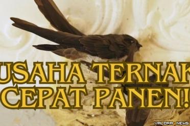 Ilustrasi ide usaha ternak untung puluhan hingga ratusan juta. (Foto: Canva/Pinterest)