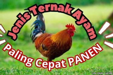 Ilustrasi jenis ternak ayam yang cepat panen. (Foto: Canva/Pinterest)