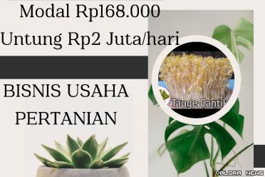Ilustrasi Ide Usaha berupa Bisnis Jualan Kacang Hijau jadi Toge (foto: Canva)