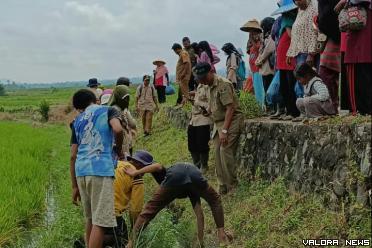 Petani Nagari Sungayang melakukan upaya pengendalian hama Tikus yang diharapkan dapat meningkatkan produksi padi. (irfan taufik)