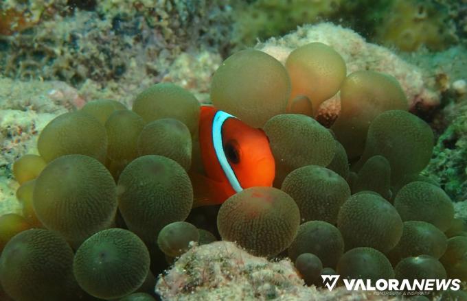 Ikan hias Balong Padang di spot MV BOELONGAN NEDERLAND. Foto: Dok Disparpora Pessel, saat event fotografi dan videografi bawah laut (Exploring Mandeh Road To Bulan Cinta Laut), pada 17 - 21 Agustus 2022
