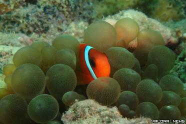 Ikan hias Balong Padang di spot MV BOELONGAN NEDERLAND. Foto: Dok Disparpora Pessel, saat event fotografi dan videografi bawah laut (Exploring Mandeh Road To Bulan Cinta Laut), pada 17 - 21 Agustus 2022