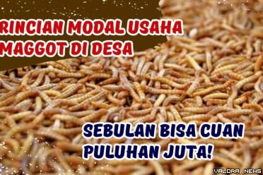 Ilustrasi rincian modal usaha ternak maggot. (Foto: Canva/Pinterest)