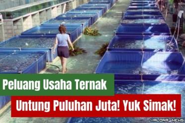 Ilustrasi ide usaha ternak cepat panen dan menguntungkan. (Foto: Canva/Piterest)