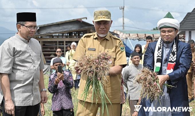 Gubernur Sumbar, Mahyeldi bersama Tuangku Syekh Muhammad Ali Hanafiah Ar Rabbani (Pembina Komunitas Moslem Loyalty Rabbani) panen perdana bawang merah di Jalan Lingkar Pintu Angin, Kabupaten Solok, Selasa. (humas)